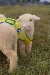 sepasang bibit anakan domba merino sepasang superan istimewa 4 bulanan
