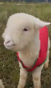 sepasang anakan bibit domba merino superan 4 bulanan istimewa rawatan