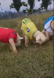 sepasang anakan bibit domba merino superan 4 bulanan istimewa rawatan