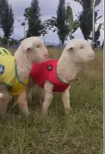 sepasang anakan bibit domba merino superan 4 bulanan exotik gemesin ok