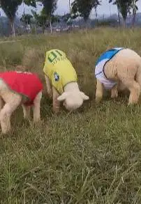 sepasang anakan bibit domba merino superan istimewa 4 bulanan exotik