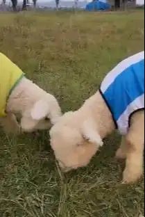 sepasang anakan cempe domba merino superan 4 bulan istimewa gemesin ok