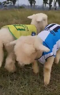 sepasang anakan bibit domba merino superan 4 bulanan exotik istimewa