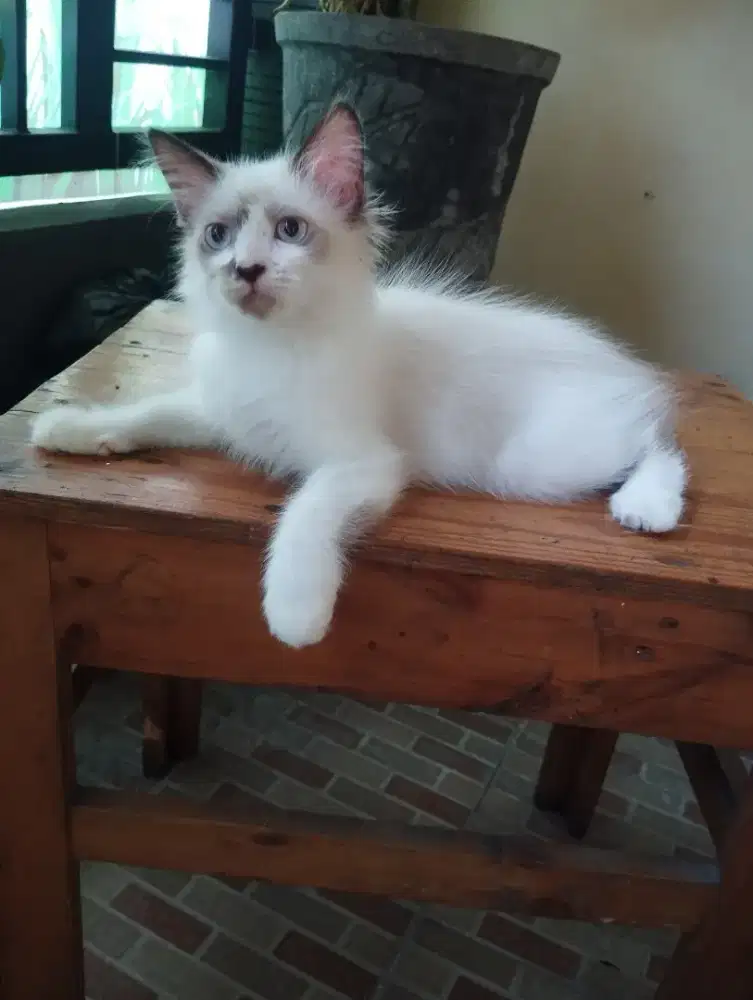 Ragdoll betina 3 bln