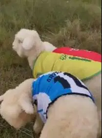 sepasang anakan bibit domba merino 4 bulanan superan istimewa koleksi