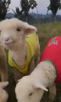 sepasang anakan bibit domba merino superan 4 bulanan istimewa koleksi