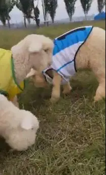 sepasang anakan bibit domba merino superan 4 bulanan istimewa koleksi