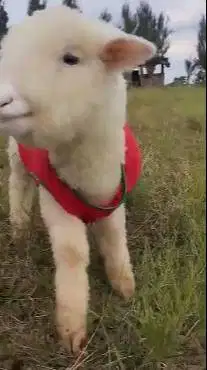 sepasang anakan cempe domba merino 4 bulanan superan istimewa rawatan