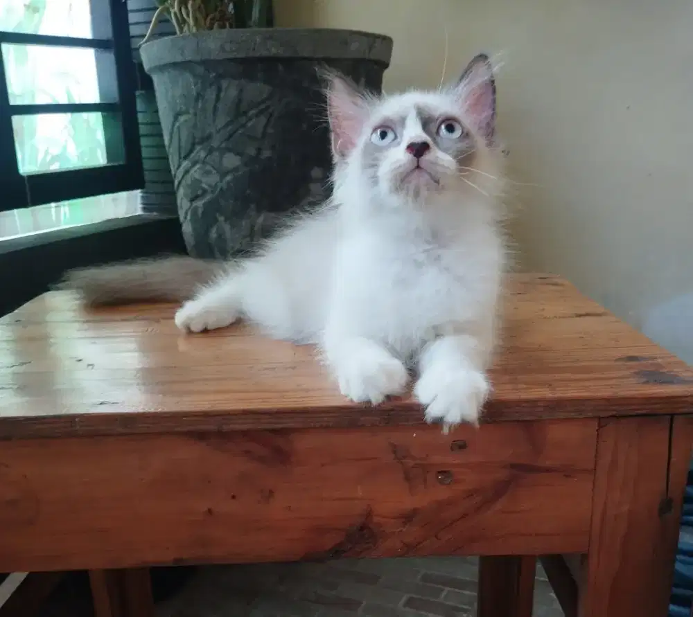 Ragdoll Jantan 3 bln simetris