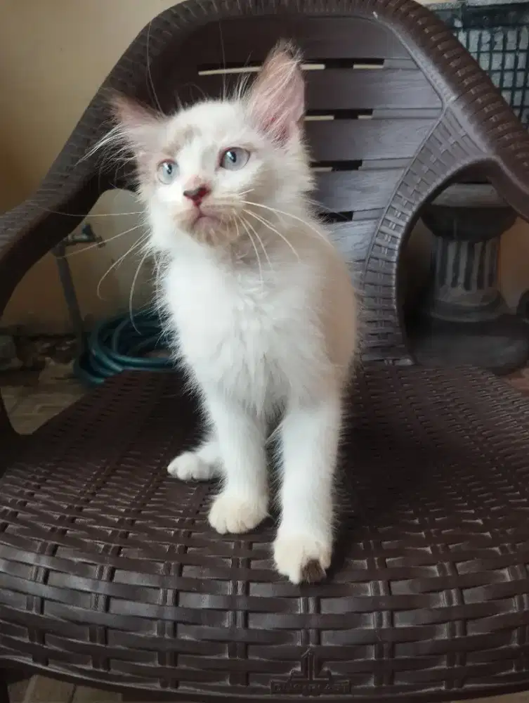 Ragdoll Jantan 3 bln corak belang