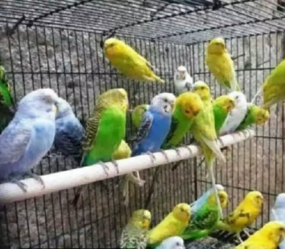 Burung parkit lokal