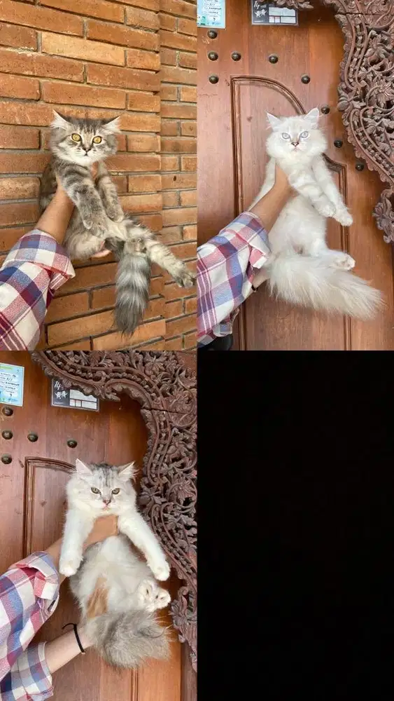 Anakan BSH x Persia (betina)