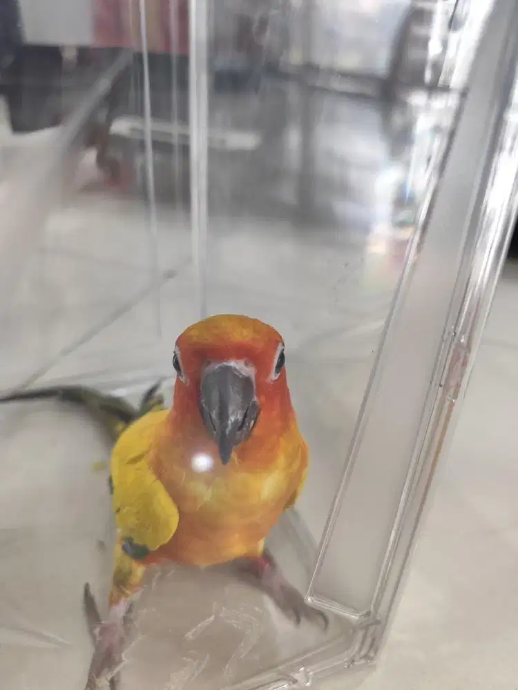 Burung sunconure dewasa