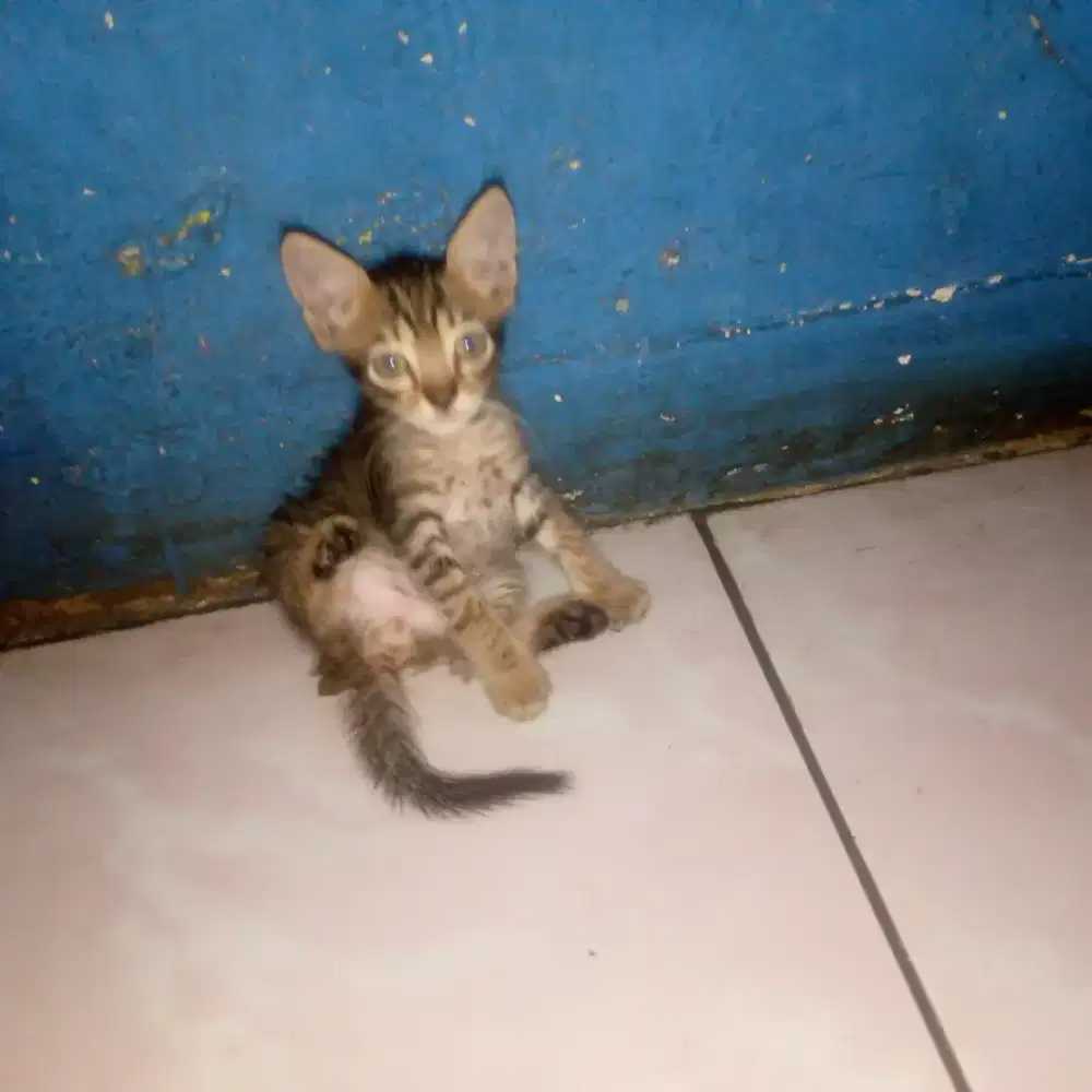 Anakan mixdome usia 2 bln