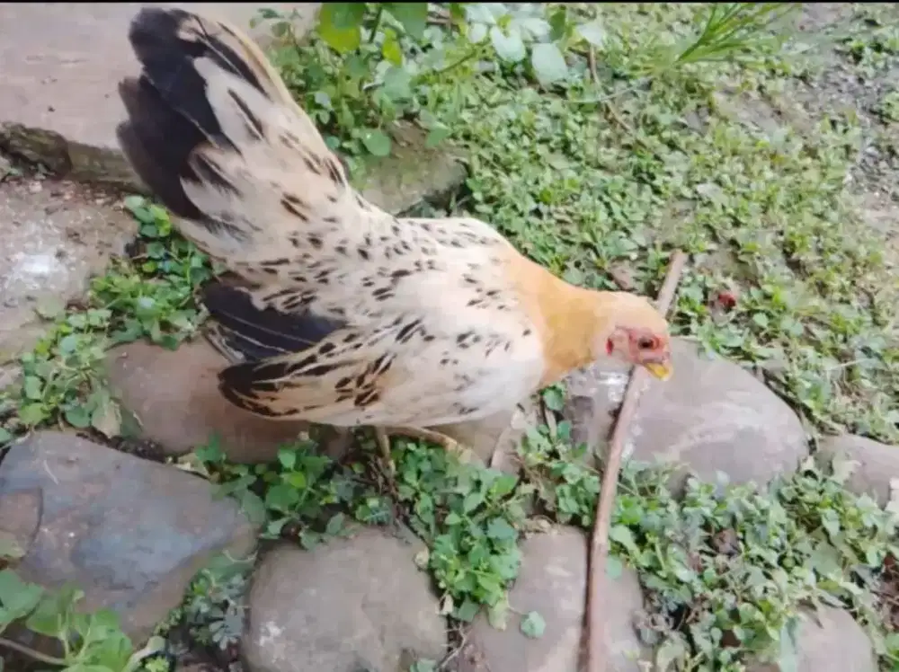 Jual Ayam Kate (Bogor)