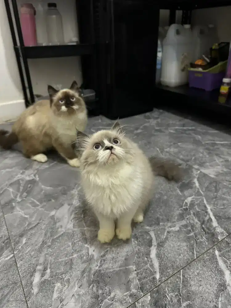 Lepas adopt Himalaya female & male