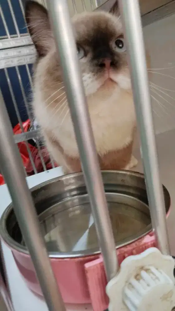 Lepas adopt Himalaya male