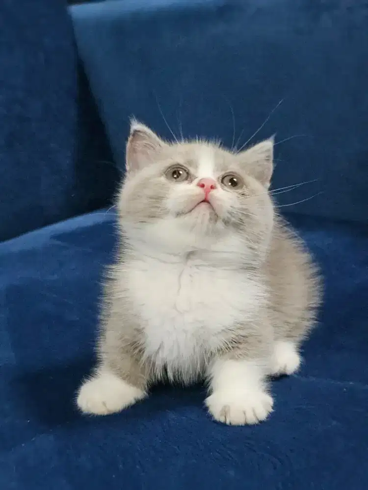 Kitten BSH Munchkin