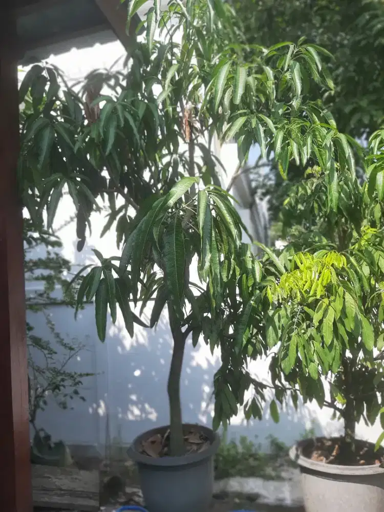 Pohon Mangga Red Dragon