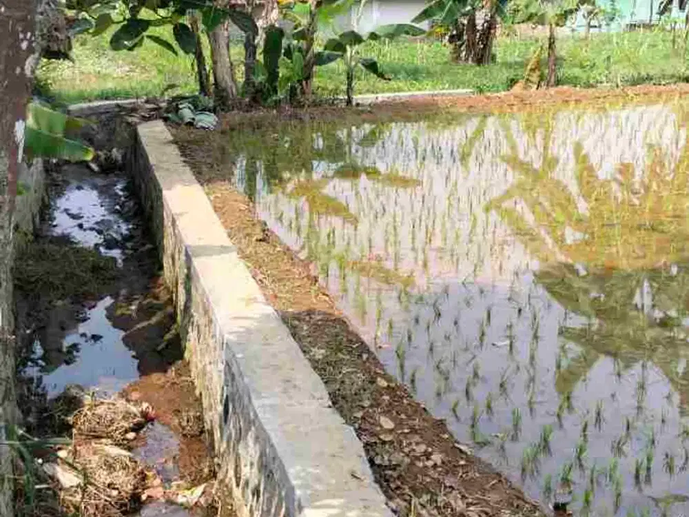 DI JUAL TANAH SAWAH VEW TERBUKA VEW GUNUNG HARGA MURAH