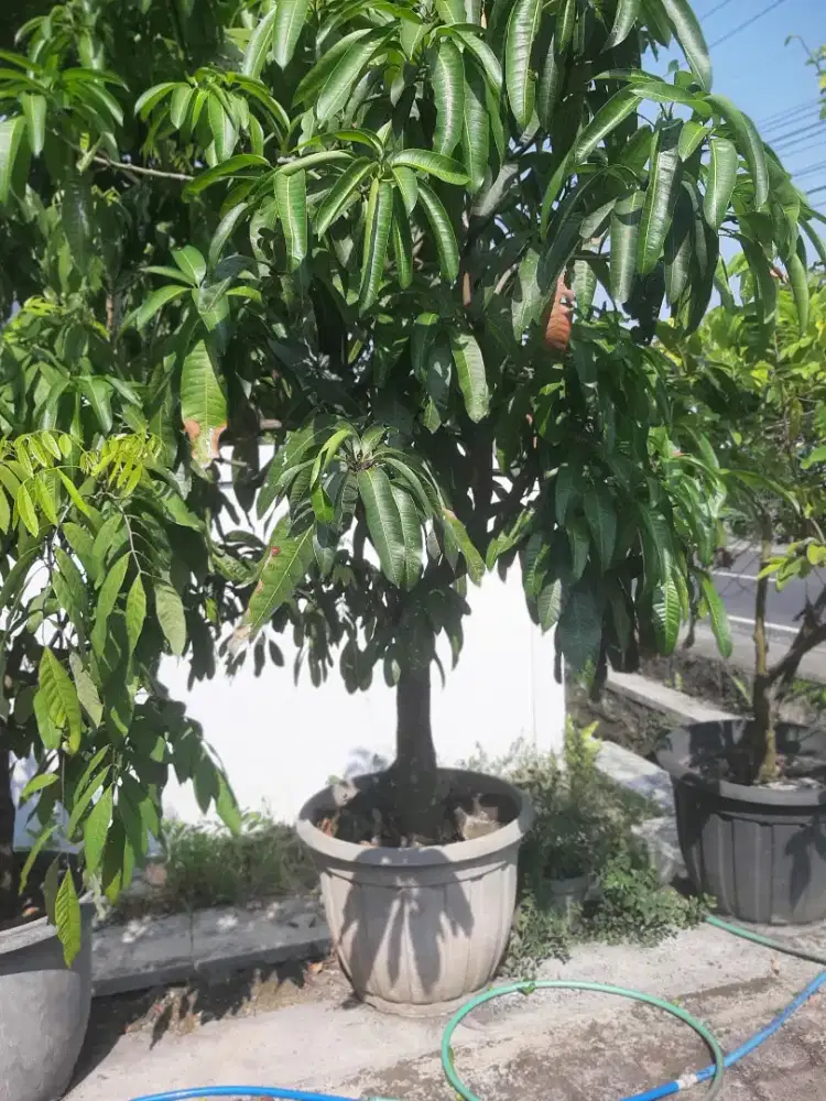 Pohon Mangga Khio jay
