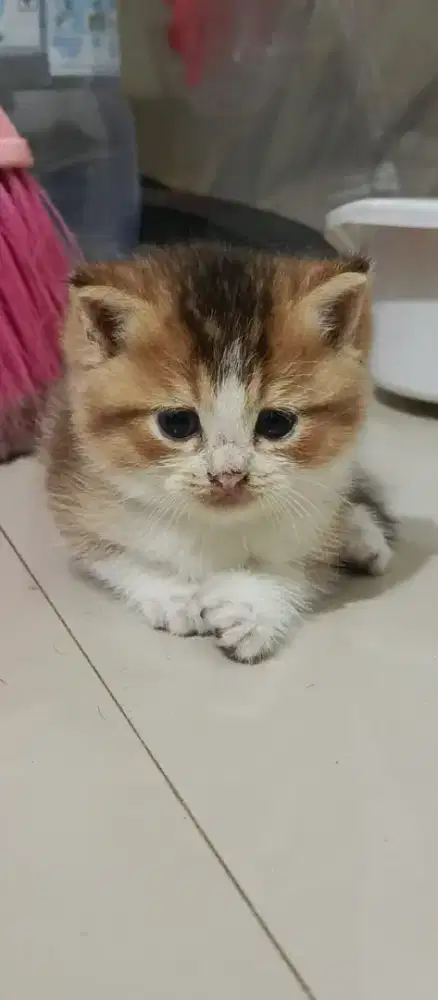 Scottish fold jantan umur 1bln gembul,,