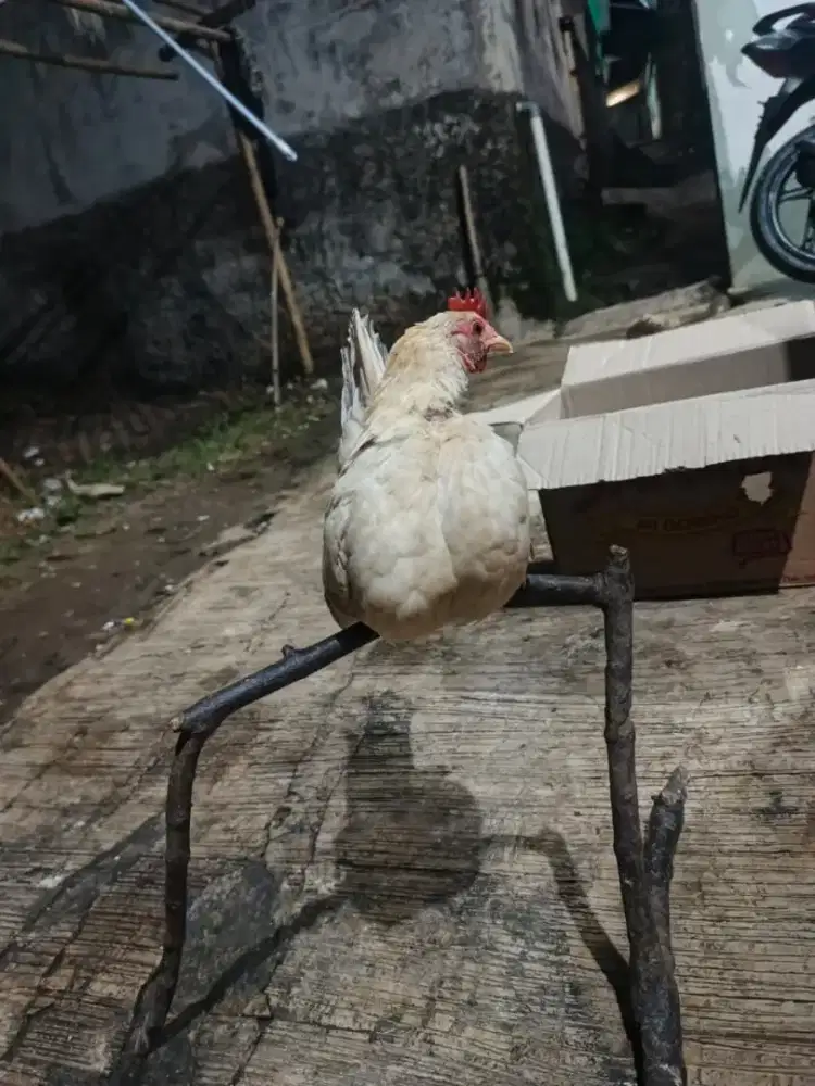 Ayam serama betina sudah pro