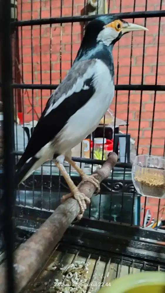 Burung jalak suren muda