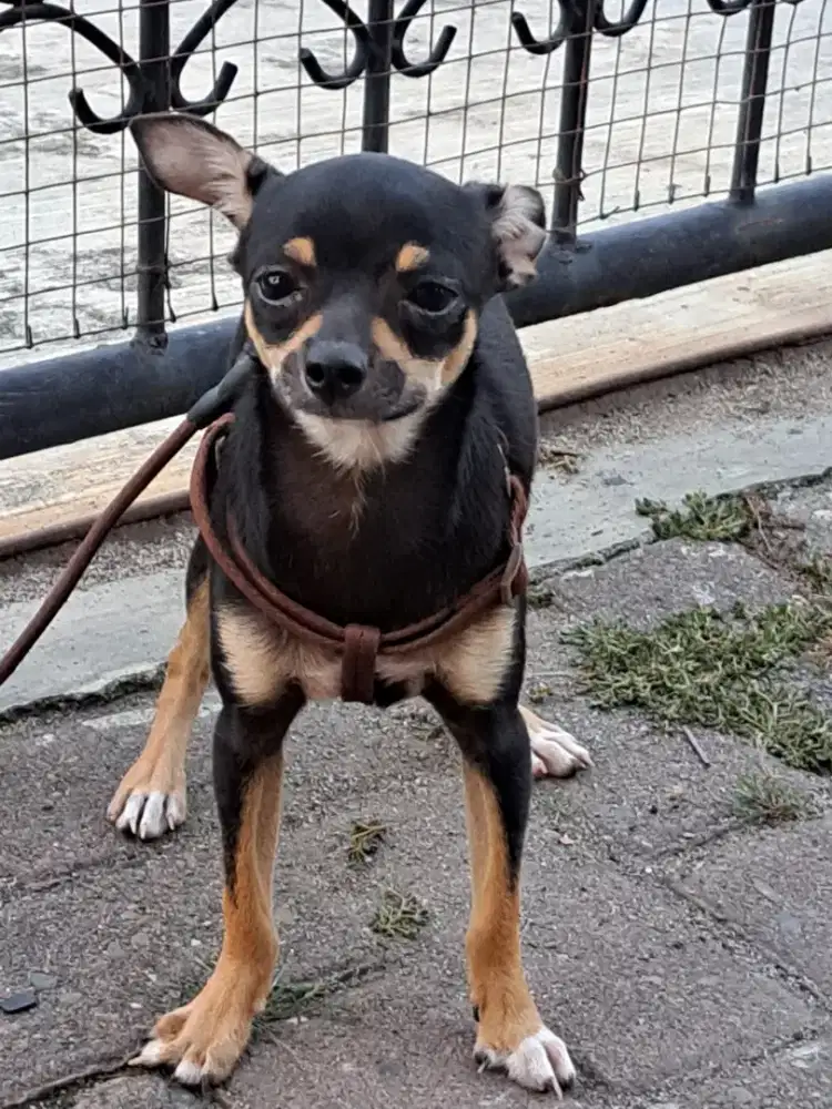 Anakan Chihuahua pure (non STB)