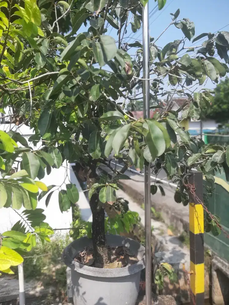 Pohon Duwet (Jamblang) Jumbo Idia