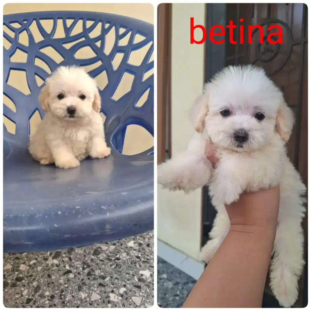 MALTIPOO ( MALTESE X POODLE)