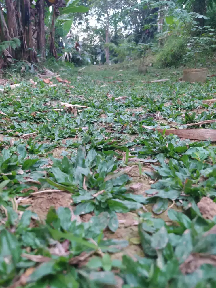 Jual rumput gajah mini
