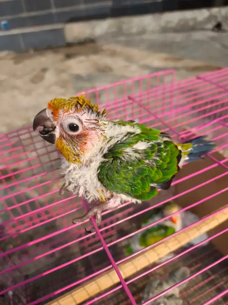 Burung Sun Conure lolohan