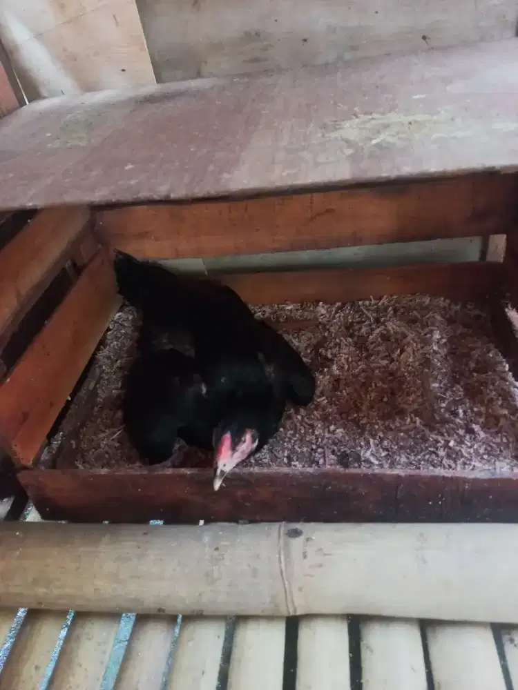 Ayam bangkok betina birma sedang ngeram telor ijo/biru