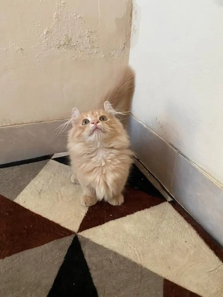 Kitten munchkin kinkalow