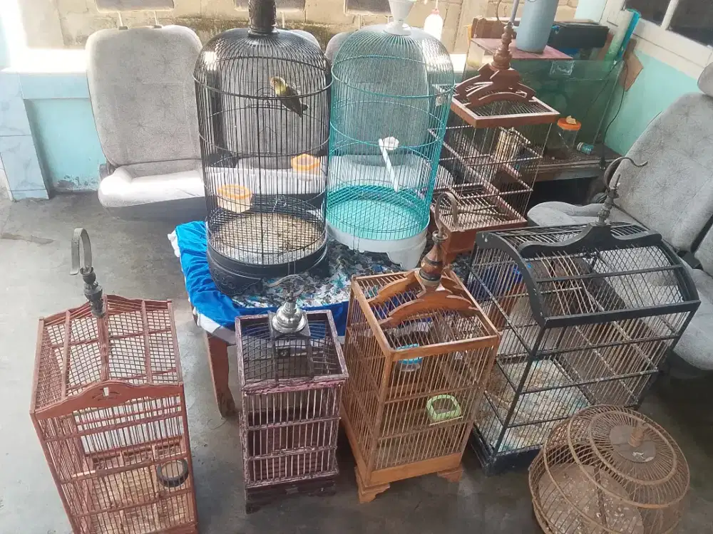 Jual kadang burung jati