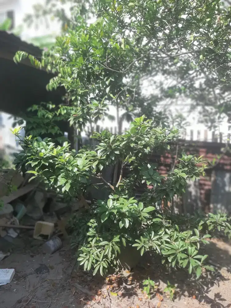 Pohon Sawo CM19 Malaysia