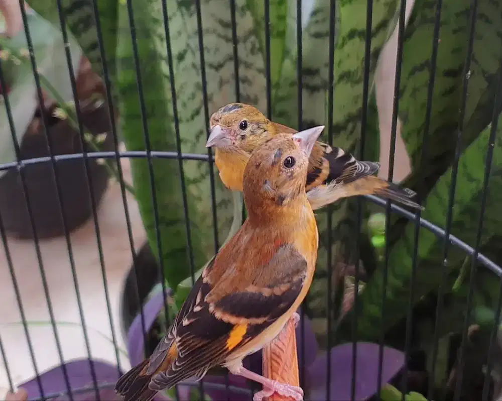 Red siskin klasik paud jantan