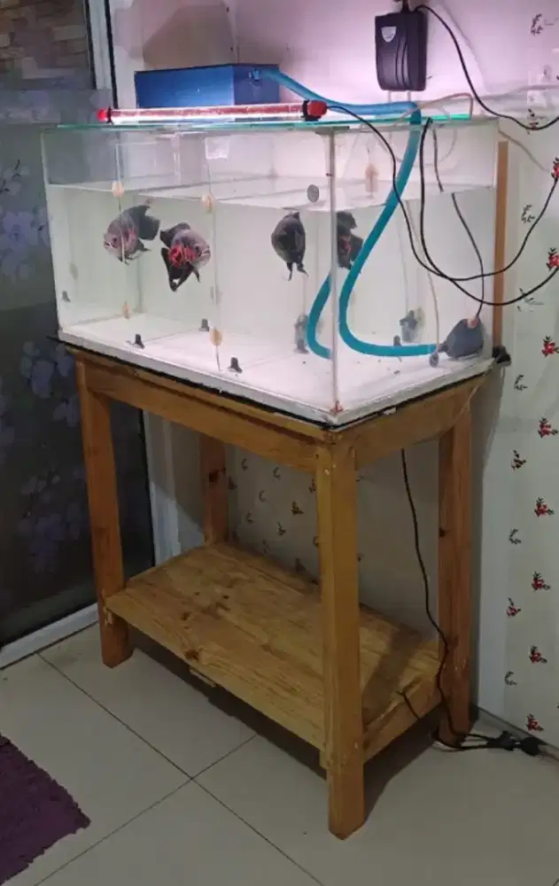 3 ekor ikan oscar red tiger slayer indukan + aquarium lengkap & meja
