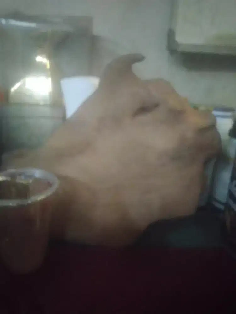 Galih kayu bentuk sapi