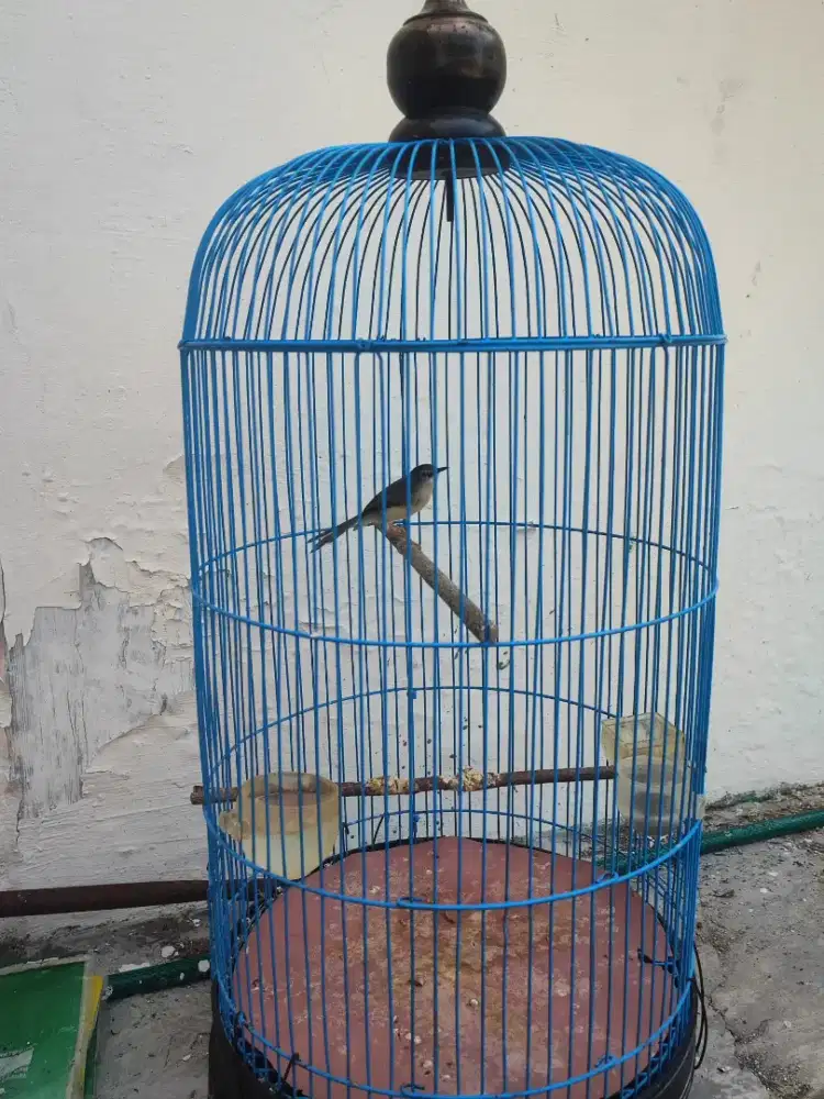 Burung kecil borongan