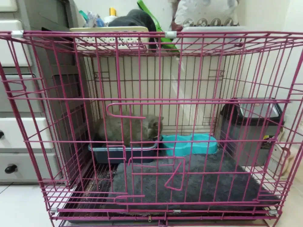 Jual kucing + kandang