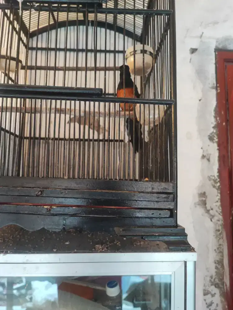 Murai beti pakai ring dobel