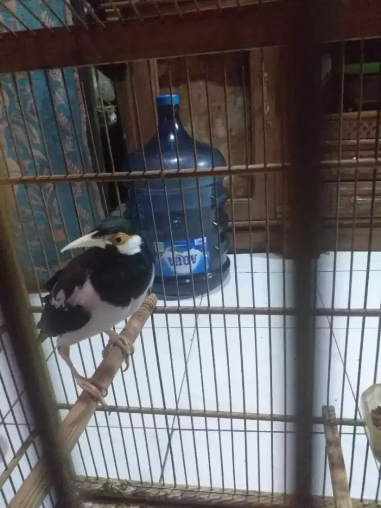 Jalak suren rajin bunyi mulus jinak