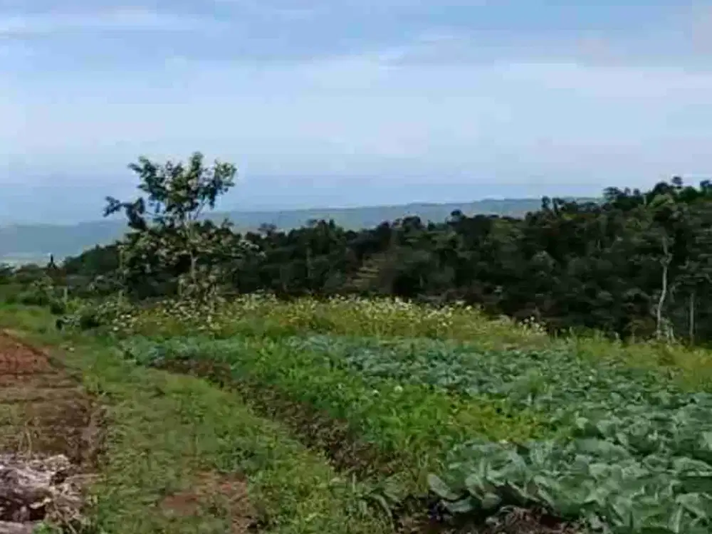 JUAL TANAH GLOBAL DENGAN VIEW PEGUNUNGAN DAN LAUT , DEKAT DANAU TAMBLINGAN & BEDUGUL