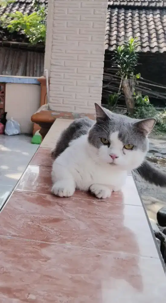 JASA PACAK BSH MUNCHKIN