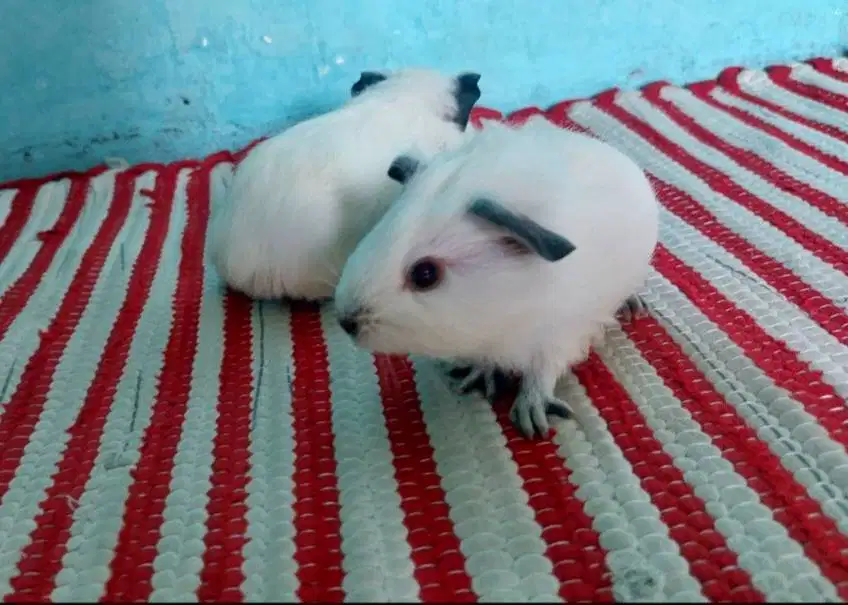 Guineapigs california white