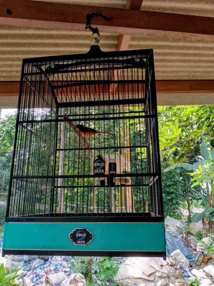 Burung Murai betina
