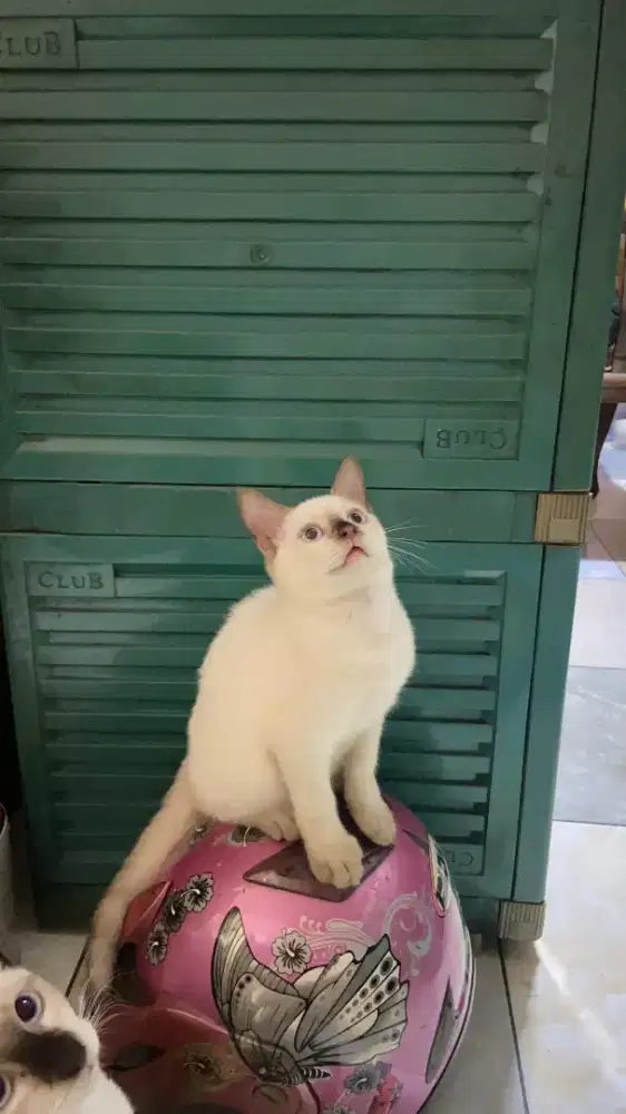 OPEN ADOPT KUCING HIMALAYA SIAM NET NO NEGO (BACA DESKRIPSI)