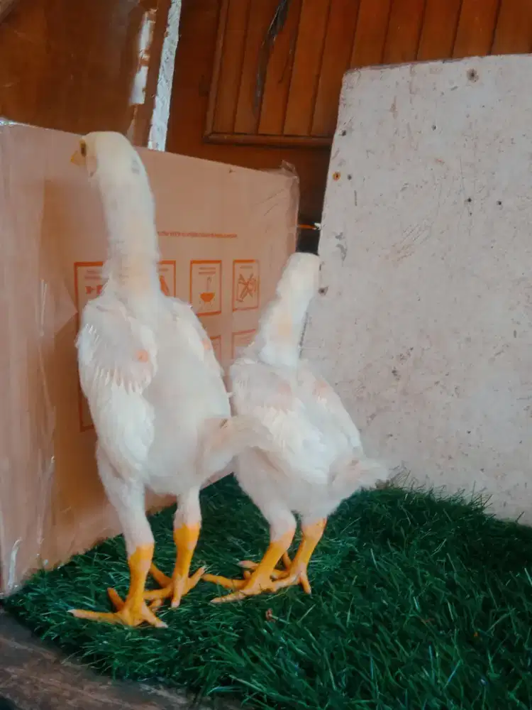 Ayam bangkok anak bk shamo